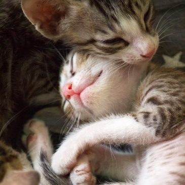 two striped kittens snuggling